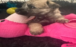 Miniature Schnauzer dogs for sale: Beautiful litter of Miniature Shnauzers  - Image 30