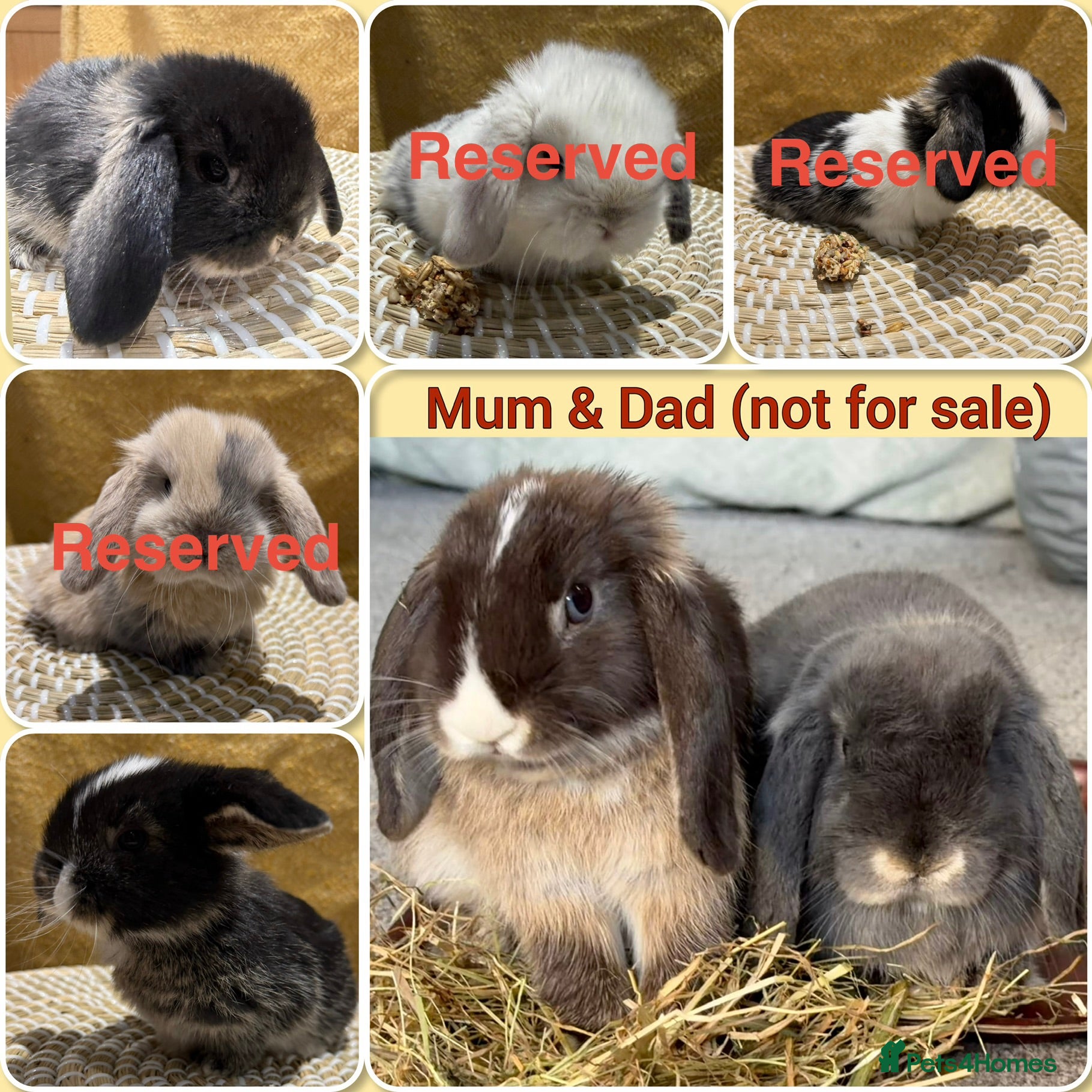 Mini Lop rabbits Update: 2 Left. 5 Beautiful Baby Mini Lop Rabbits  - Advert 15
