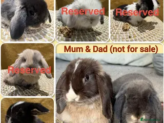 Mini Lop rabbits Update: 2 Left. 5 Beautiful Baby Mini Lop Rabbits - Advert 15