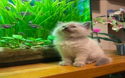 Ragdoll cats for sale: 😻 5 Beautiful Purebred Ragdoll Kittens 😻 - Image 1