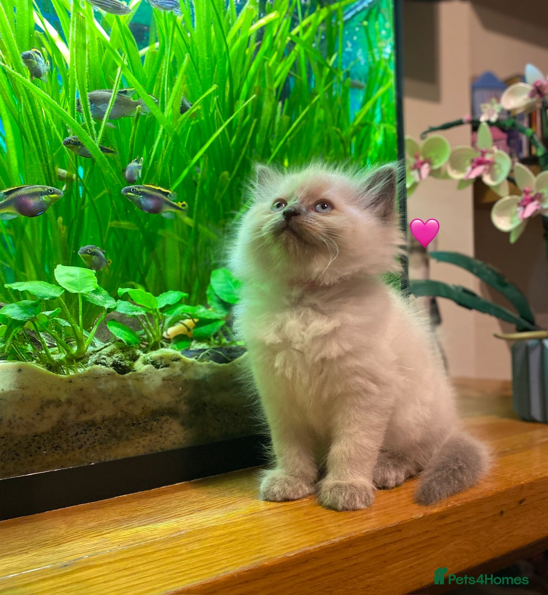 Ragdoll cats for sale: 😻 5 Beautiful Purebred Ragdoll Kittens 😻 - Image 1