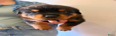 Rottweiler Puppy 3