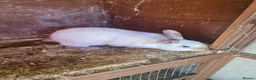 Mixed Breed reptiles for sale: Meet Archer  - Advert 3