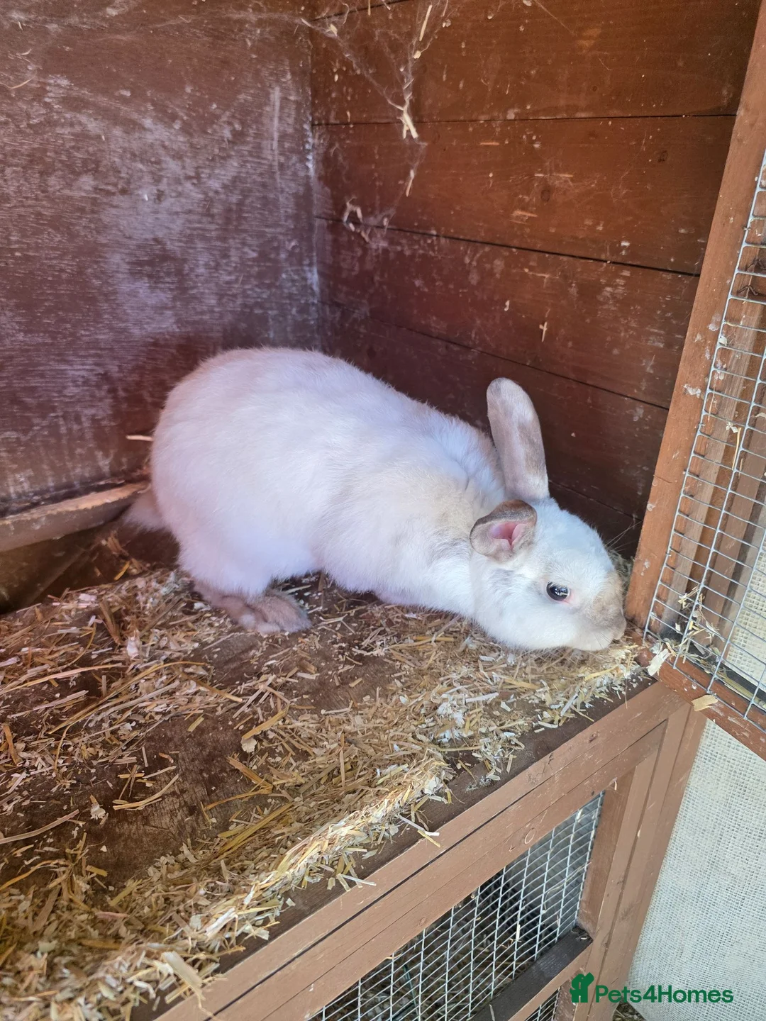 Mixed Breed reptiles for sale: Meet Archer  - Advert 3