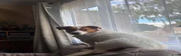 Mixed Breed dogs for adoption: Gregory for adoption in Leigh-on-Sea - Advert 10