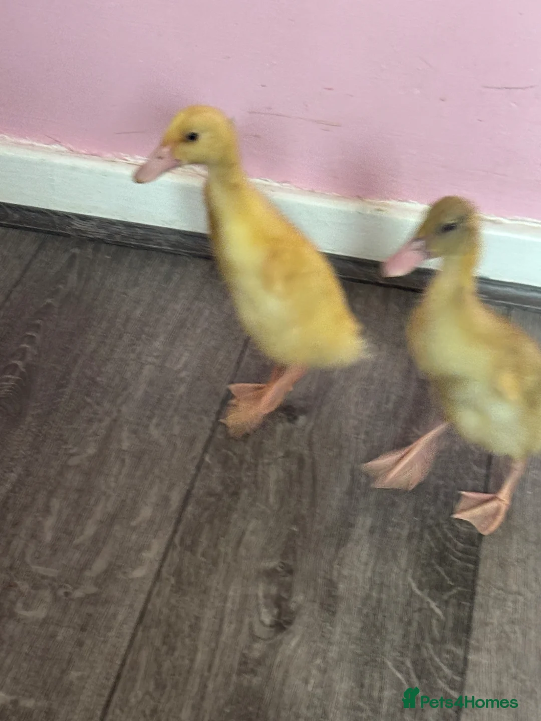 Mixed Breed birds for sale: Indian runner ducks  in Sutton Coldfield - Advert 4