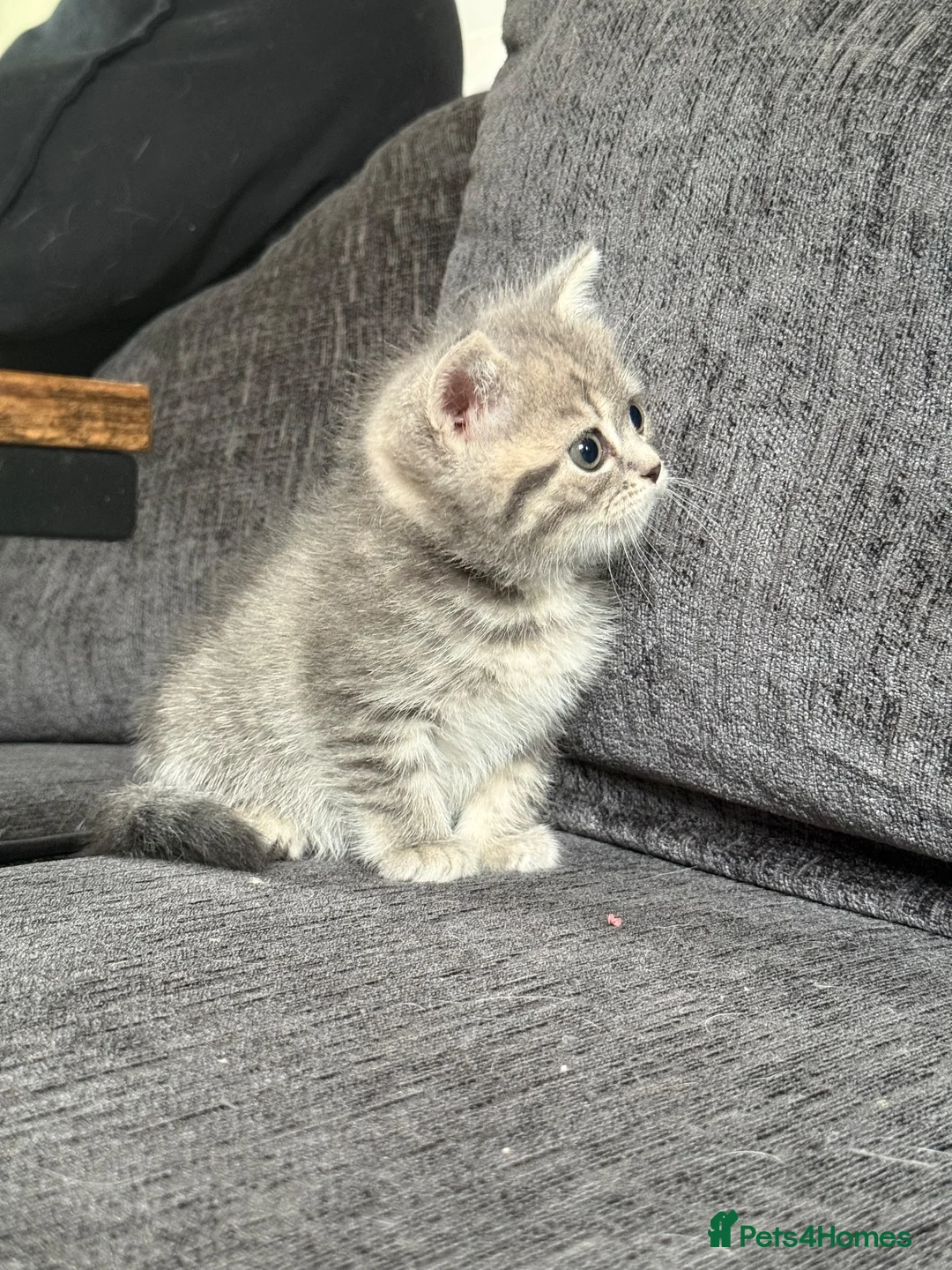 Mixed Breed cats for sale: 🐾 Beautiful British Shorthair Cross Kittens 🐾 - Advert 19