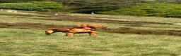 Hungarian Vizsla dogs for sale: EXCEPTIONAL HUNGARIAN VIZSLA PUPPIES in Sleaford - Advert 14