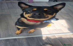 Mixed Breed dogs for sale: Alaskan Rottweiler Chow - Image 6