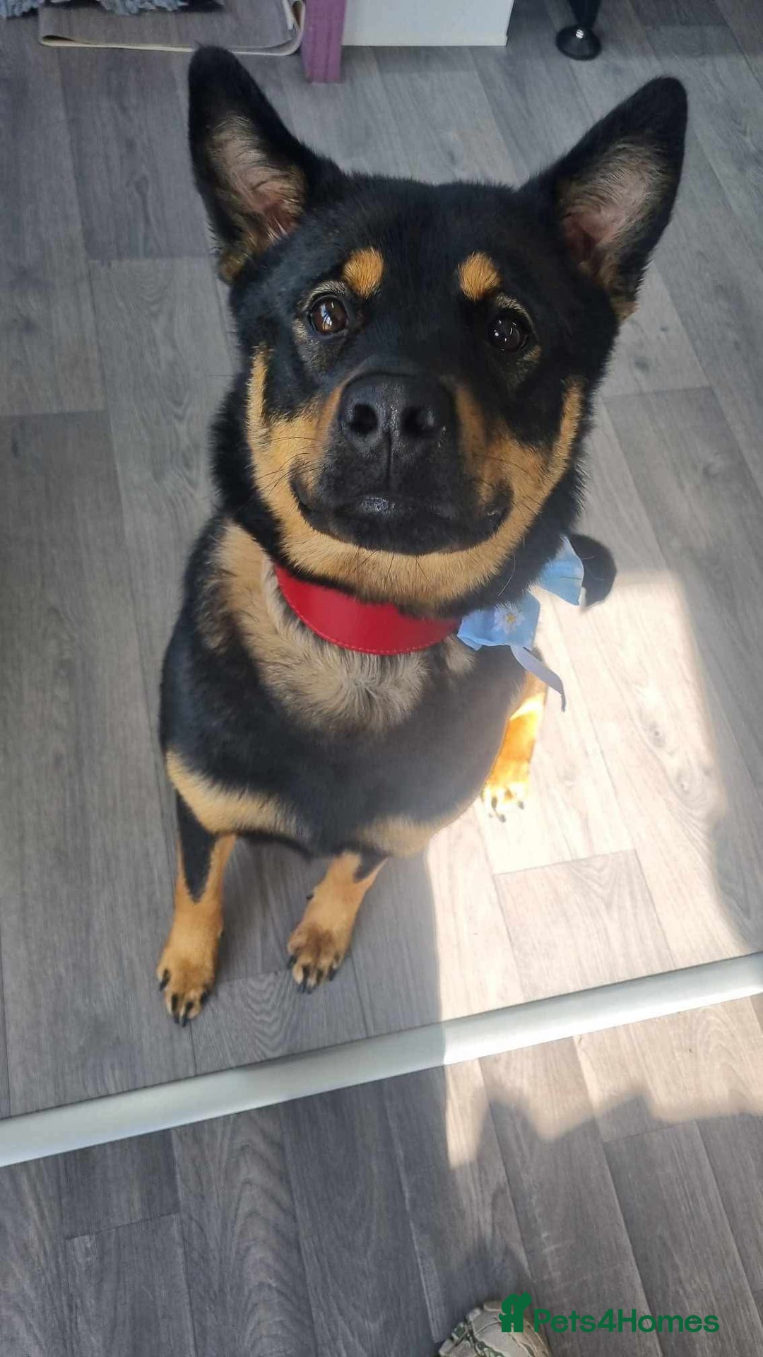 Mixed Breed dogs for sale: Alaskan Rottweiler Chow - Image 6