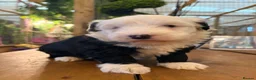 Sheepadoodle dogs for sale: Midi Size Sheepadoodles 20 kilos  - Advert 13