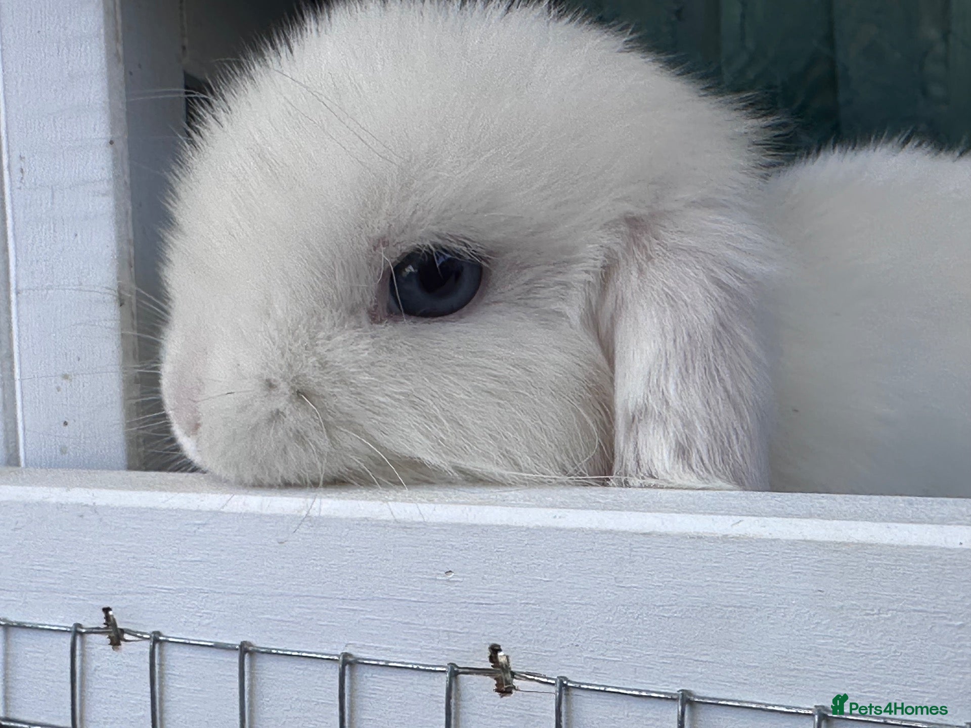 Mini Lop rabbits BEW ( Blue eyed white) mini lops for sale - Advert 1