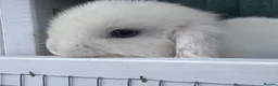 Mini Lop rabbits for sale: BEW ( Blue eyed white) mini lops for sale - Advert 1
