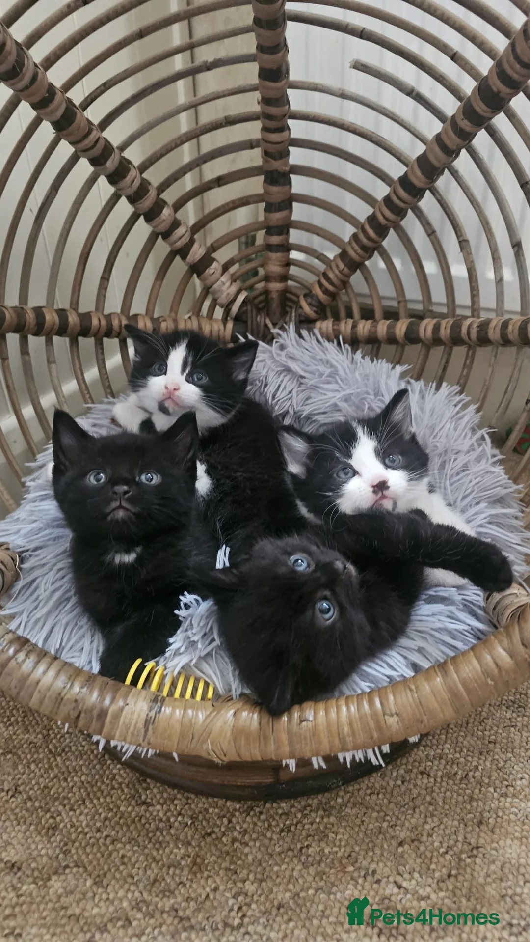Mixed Breed cats for sale: 4 beautiful kittens - Advert 2