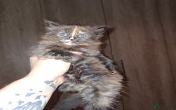 Mixed Breed cats for sale: 4 fluffy kittens for sale - Image 3