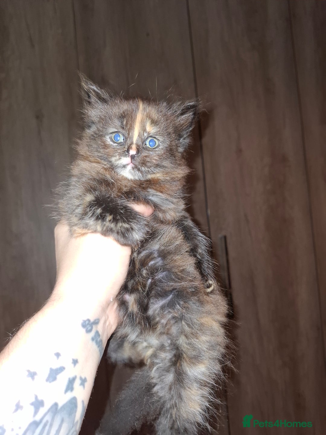 Mixed Breed cats for sale: 4 fluffy kittens for sale - Image 3