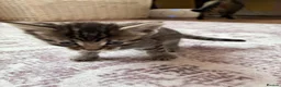Bengal cats for sale: Beautiful Bengal kittens for sale in Chesterfield - Advert 7