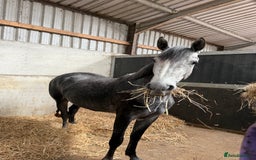 Connemara horses for sale: Whinny  - Advert 1