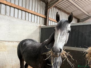 Connemara horses Whinny - Advert 6