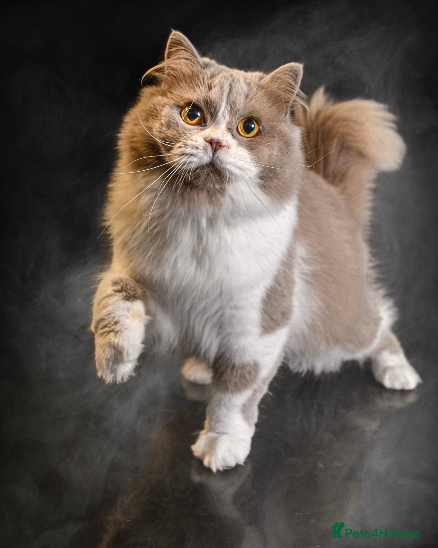 Maine Coon cats GrCh British Longhair & Maine Coon  - Advert 11