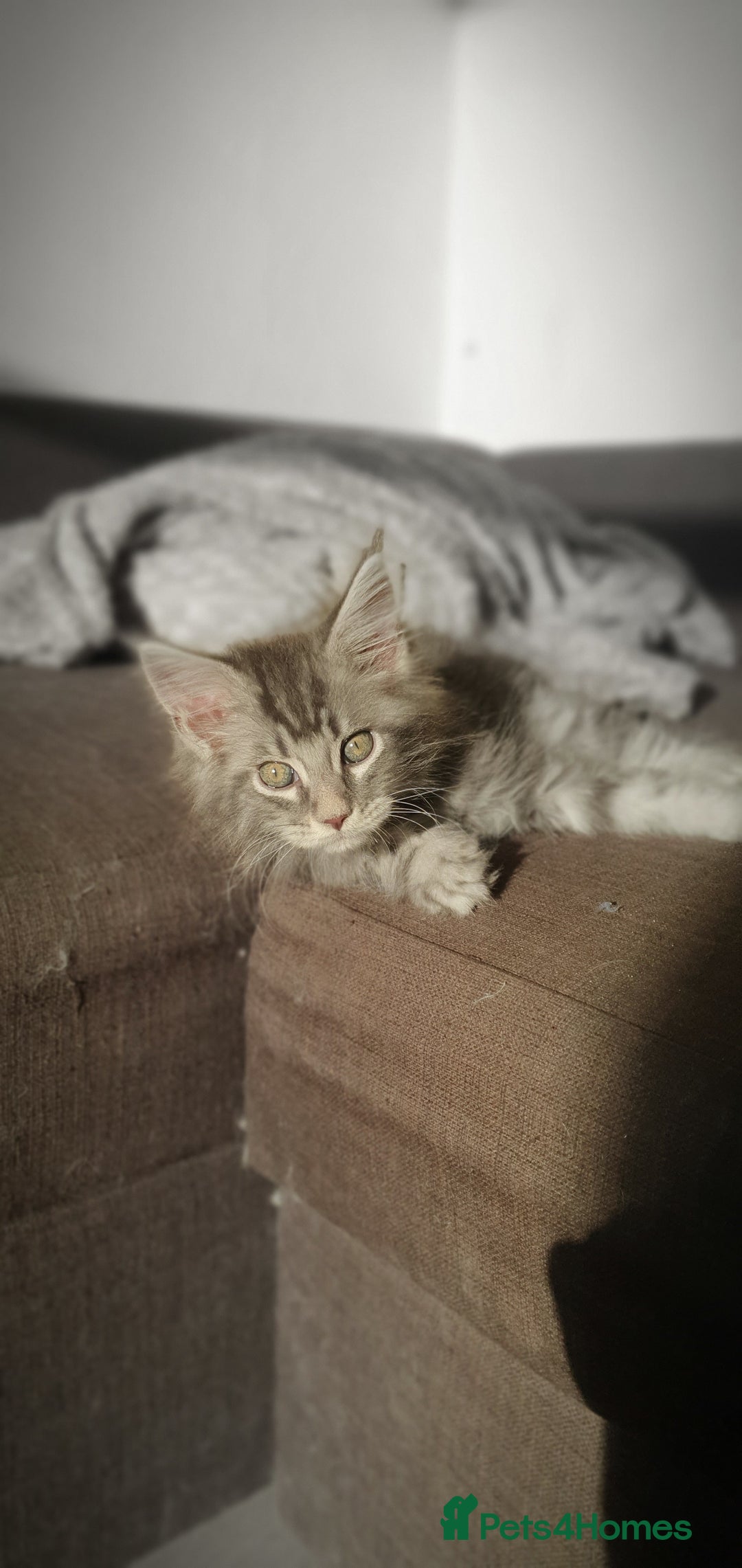 Maine Coon cats for sale: Maine Coon Kittens - Advert 3