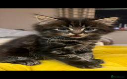 Mixed Breed cats for sale: Girl kitten ready to find forever home - Image 1