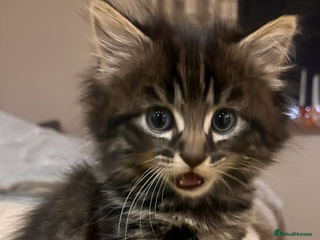 Mixed Breed cats - Advert 32