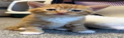Mixed Breed cats for sale: ** last one ginger female left ** - Advert 1