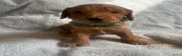 Cockapoo dogs for sale: Beautiful cockerpoo puppies for sale  in Dartford - Advert 4
