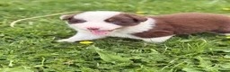 Border Collie dogs for sale: BEAUTIFUL BC PUPS, HEALTH TESTED CLEAR PARENTS  - Advert 34