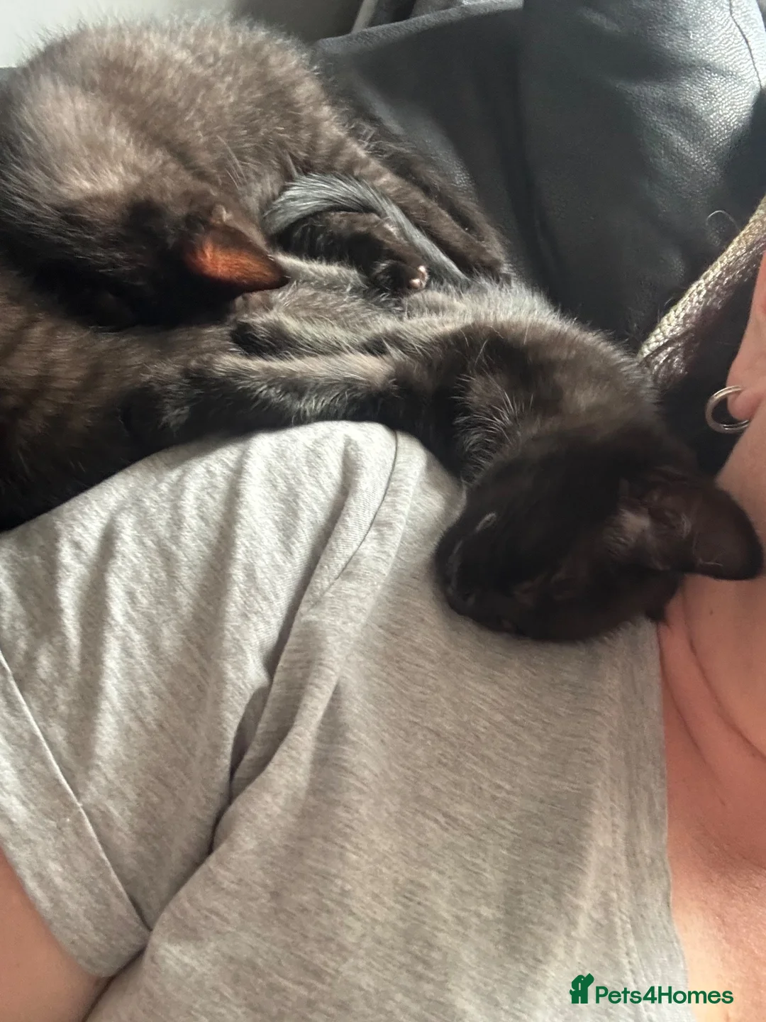 Mixed Breed cats for sale: Kittens for sale in Selby - Advert 2