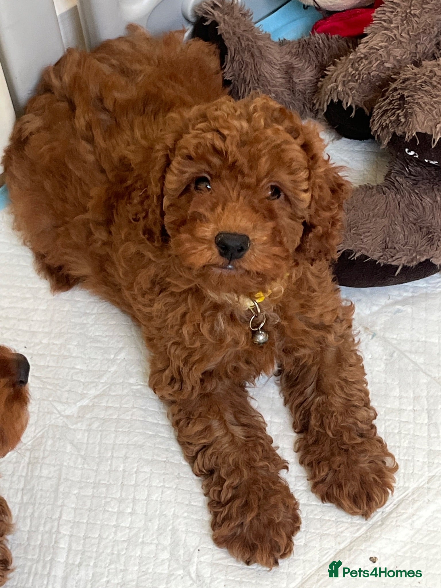 Cavapoo dogs Outstanding quality, F1b super dark red Cavapoo’s  - Advert 1