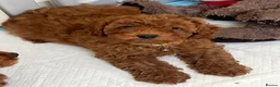 Cavapoo dogs for sale: Outstanding quality, F1b super dark red Cavapoo’s  - Advert 5