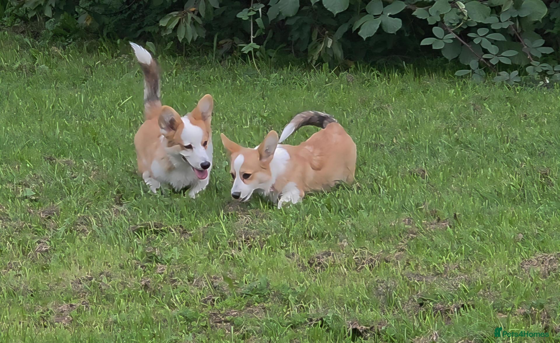 Welsh Corgi Pembroke dogs Corgi Puppies for Loving Homes – 1 Male, 1 Female - Advert 13