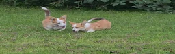 Welsh Corgi Pembroke dogs for sale: Corgi Puppies for Loving Homes – 1 Male, 1 Female - Advert 7
