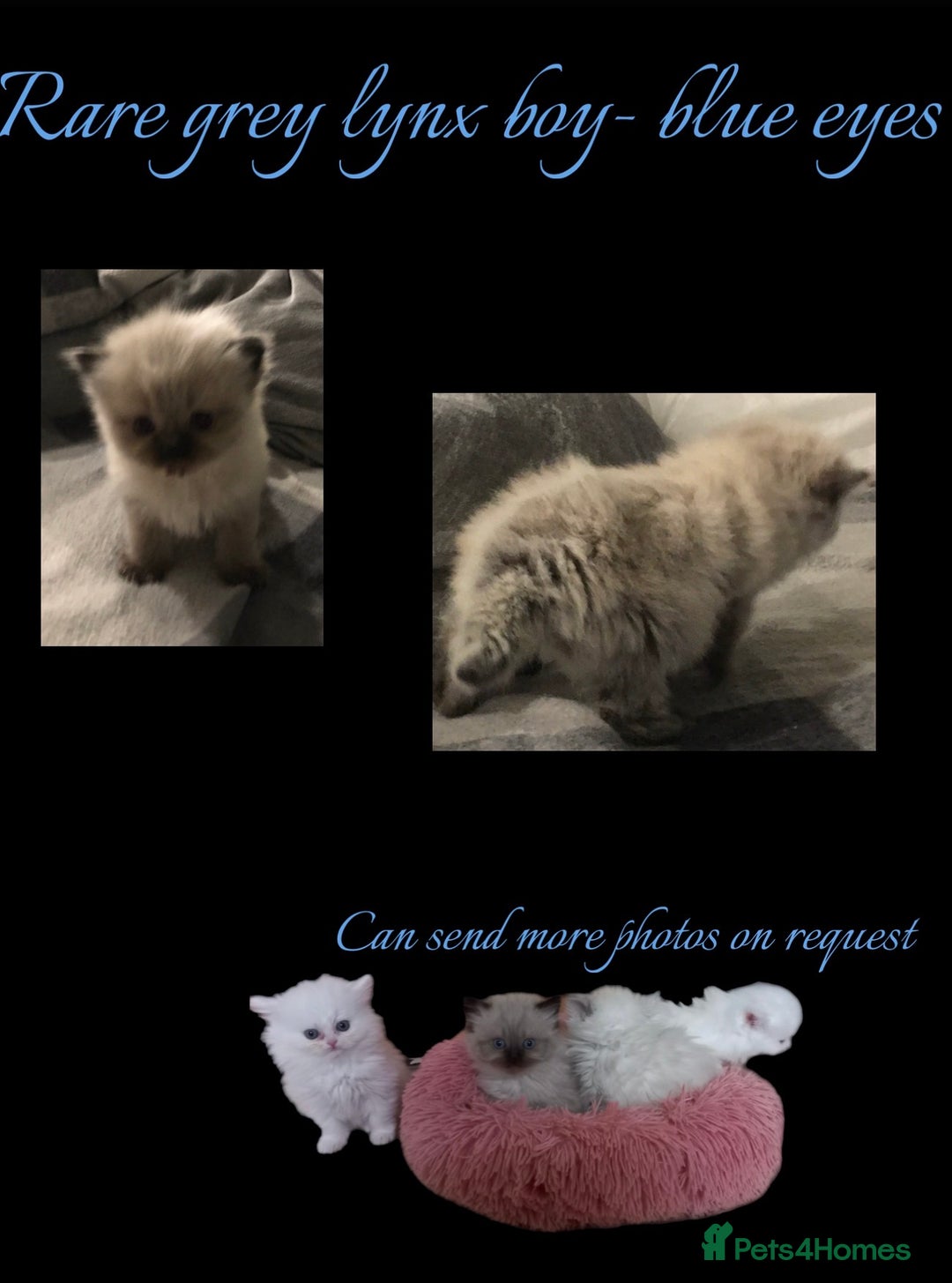 Persian cats for sale: Persians with beautiful features 4 AVAILABLE - Advert 8