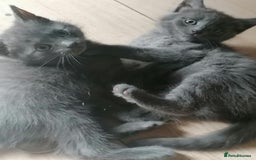 Mixed Breed cats for sale: Kittens - Image 2