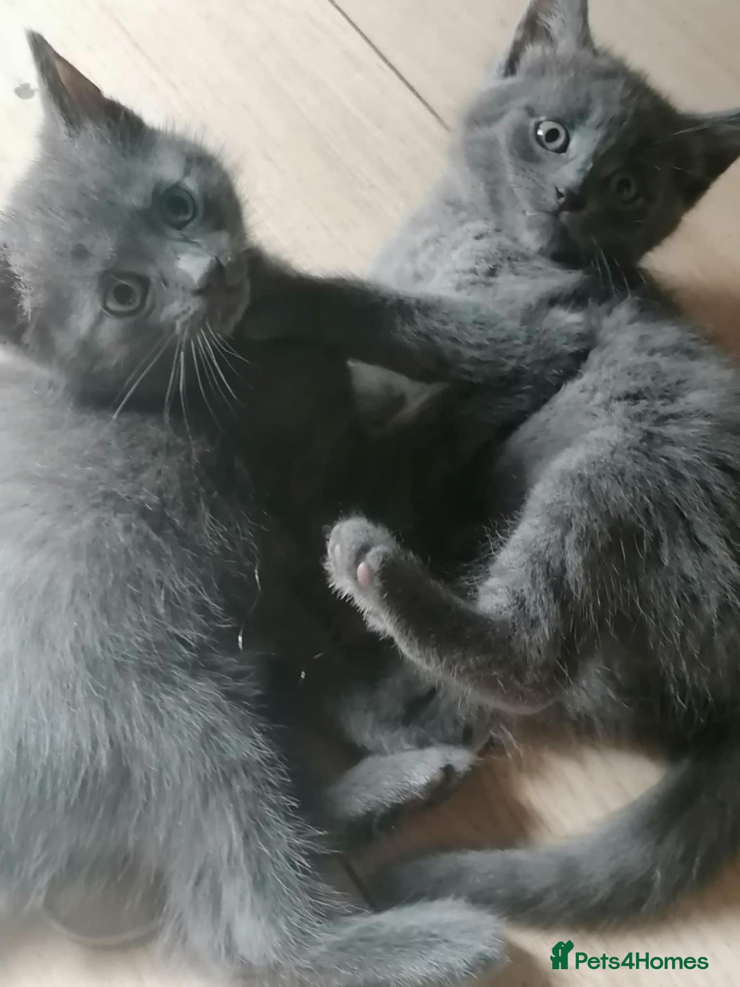 Mixed Breed cats for sale: Kittens - Image 2