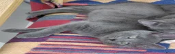 Russian Blue cats for sale: ADORABLE RUSSIAN BLUE KITTENS 8 WEEKS OLD  - Advert 2