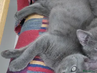 Russian Blue cats ADORABLE RUSSIAN BLUE KITTENS 8 WEEKS OLD - Advert 2