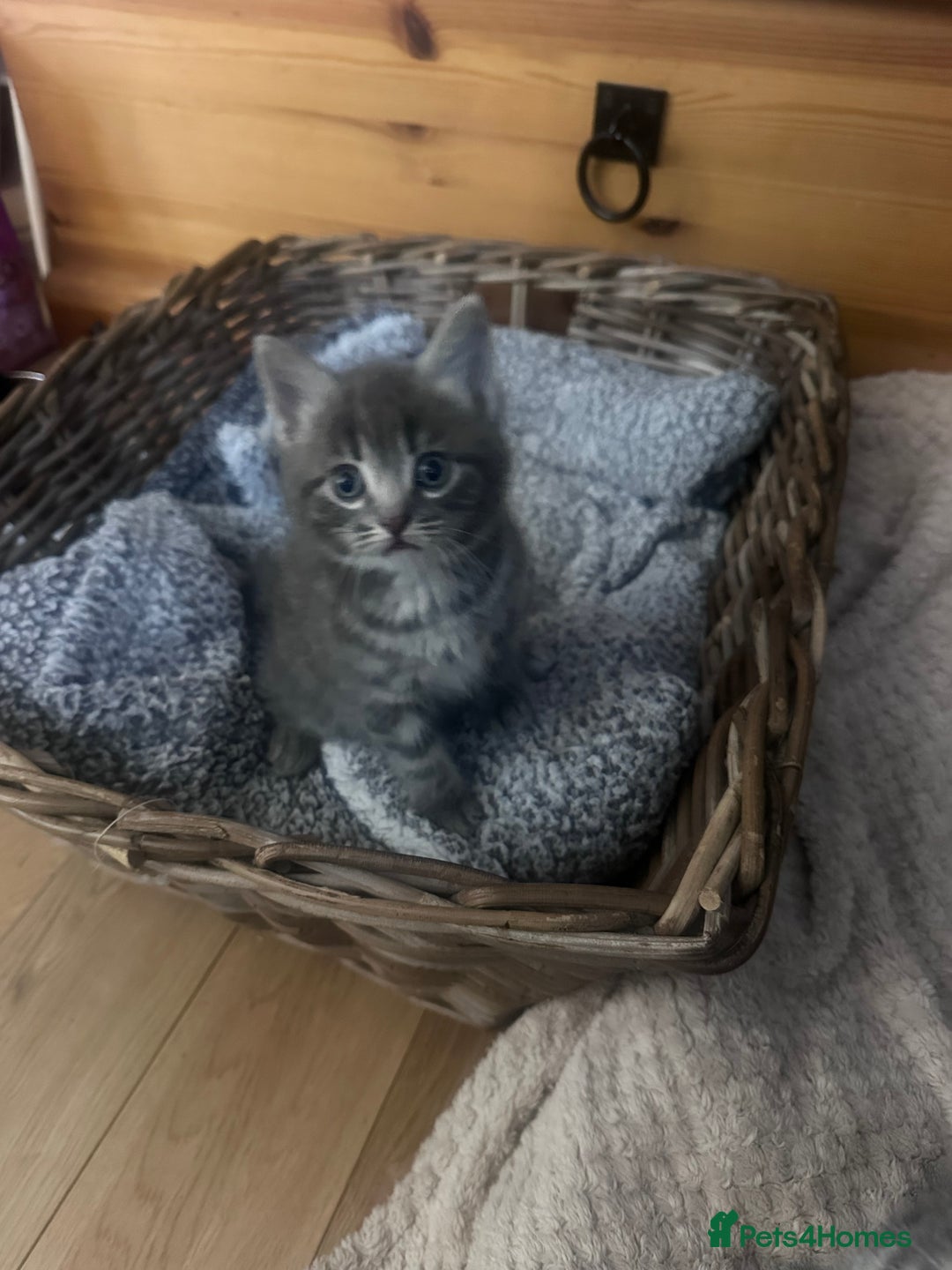 Mixed Breed cats for sale: 3 little grey cuties  - Advert 24