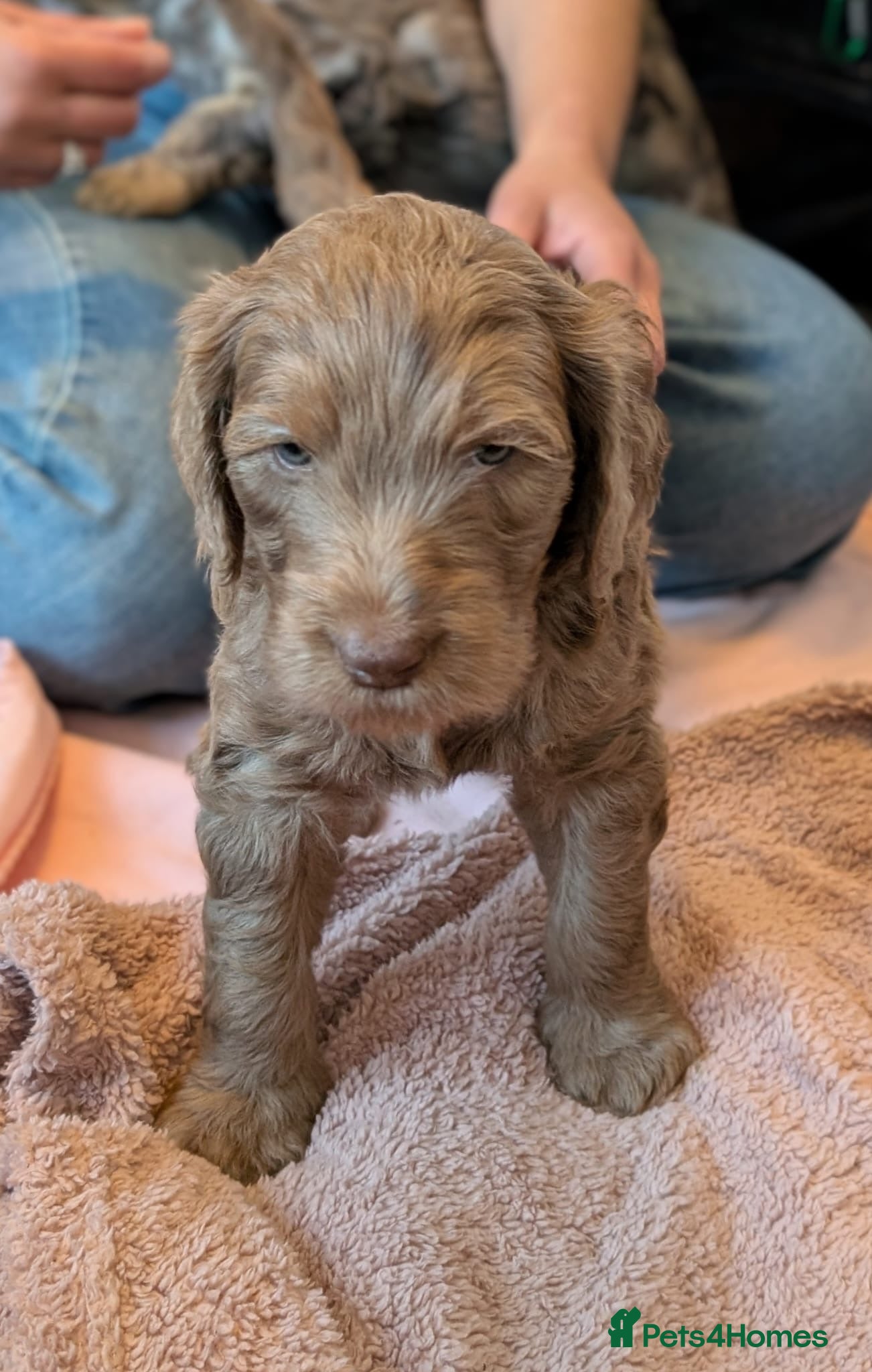 Double Doodle dogs Ultimate Double Doodles  - Advert 2