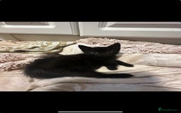 Mixed Breed cats for sale: 2 Black Male Kittens - Image 1