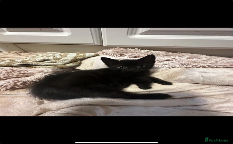 Mixed Breed cats for sale - Advert 1