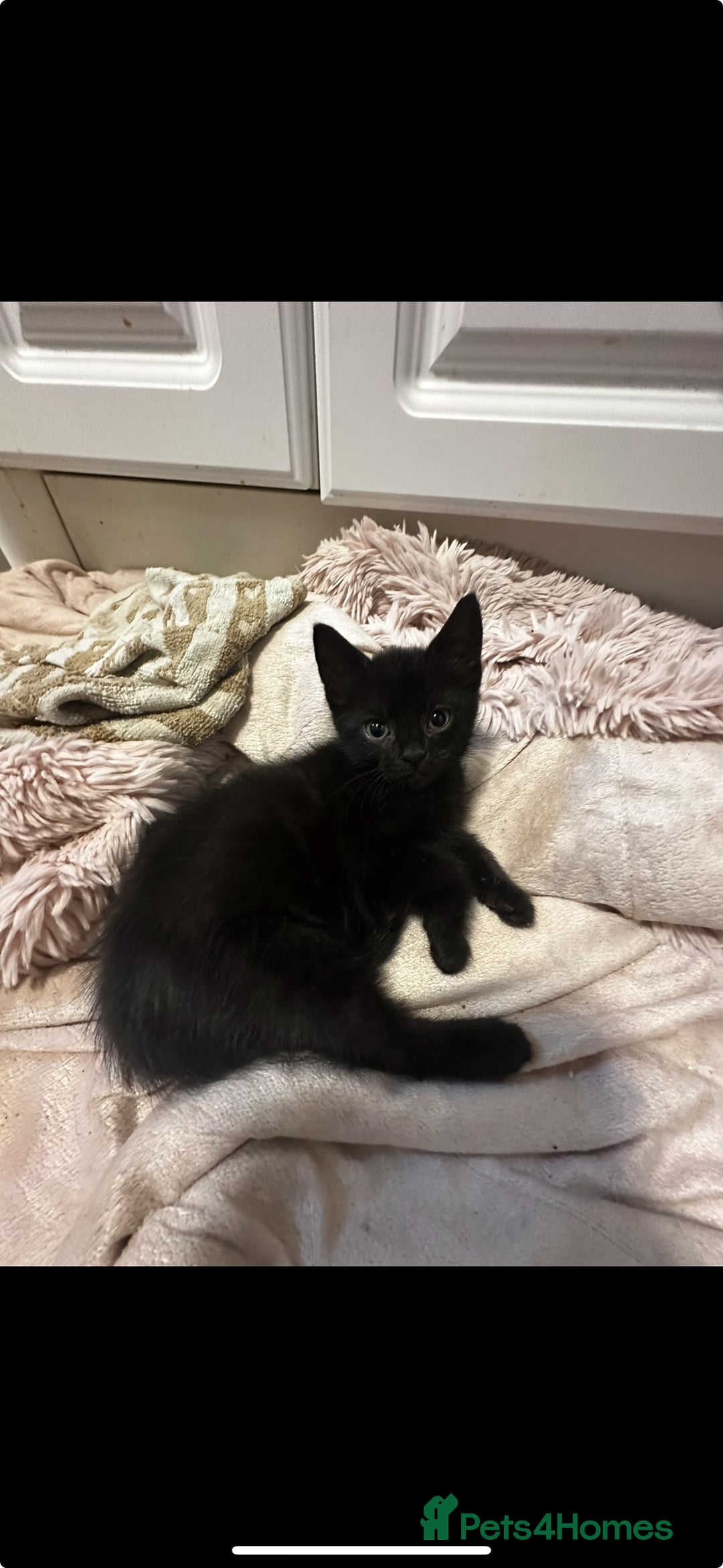 Mixed Breed cats for sale: 2 Black Male Kittens - Image 1