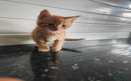 Mixed Breed cats for sale: MaineCoon Mixed Kittens For Sale  - Image 10