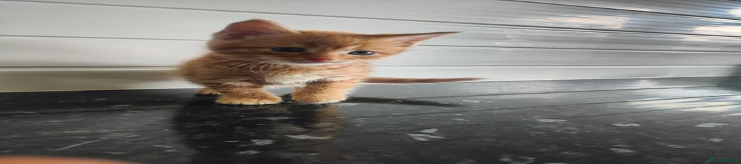 Mixed Breed Kitten 4