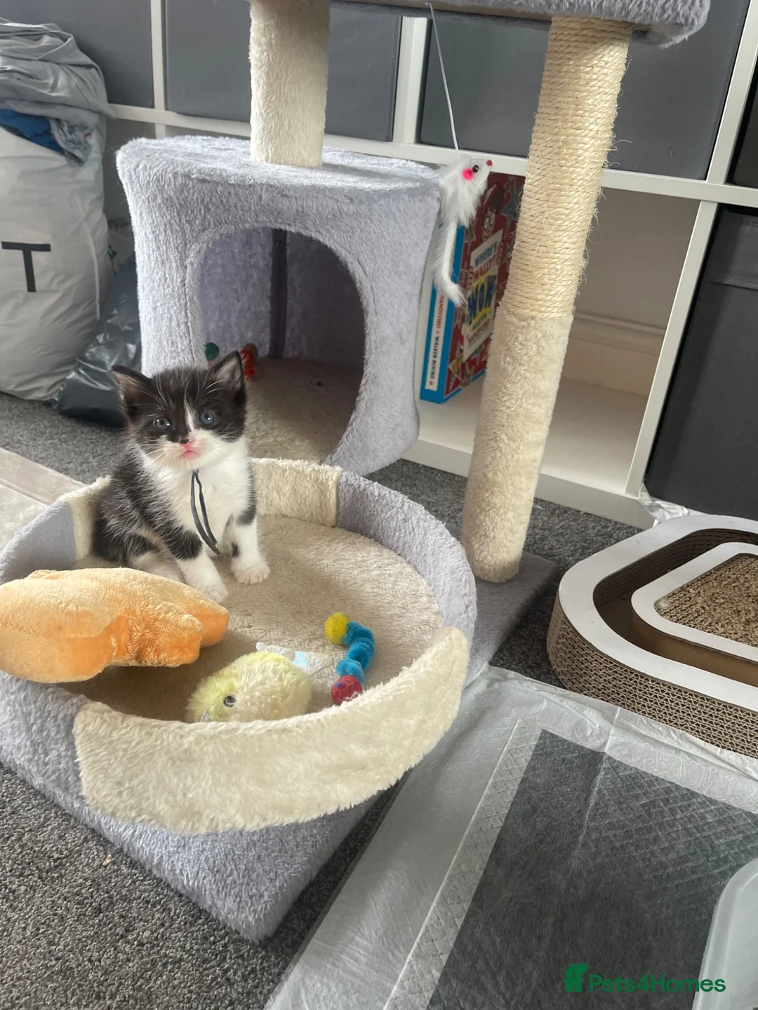 Ragdoll cats for sale: Beautiful Ragdoll Cross Kittens 🐾 - Advert 18