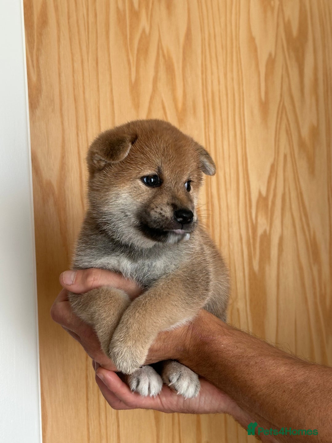 Japanese Shiba Inu dogs for sale: Gorgeous, KC-Registered Shiba Inu Puppies - Image 6