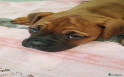 Boxer dogs for stud: Kc Registered and Heart scored Stud dog in Herne Bay - Image 10